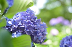 紫陽花