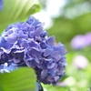紫陽花
