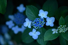 紫陽花