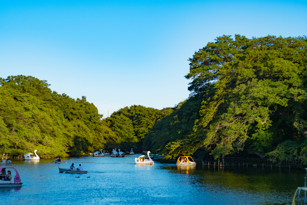 井の頭公園