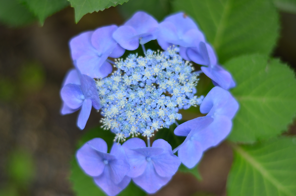 紫陽花⑦