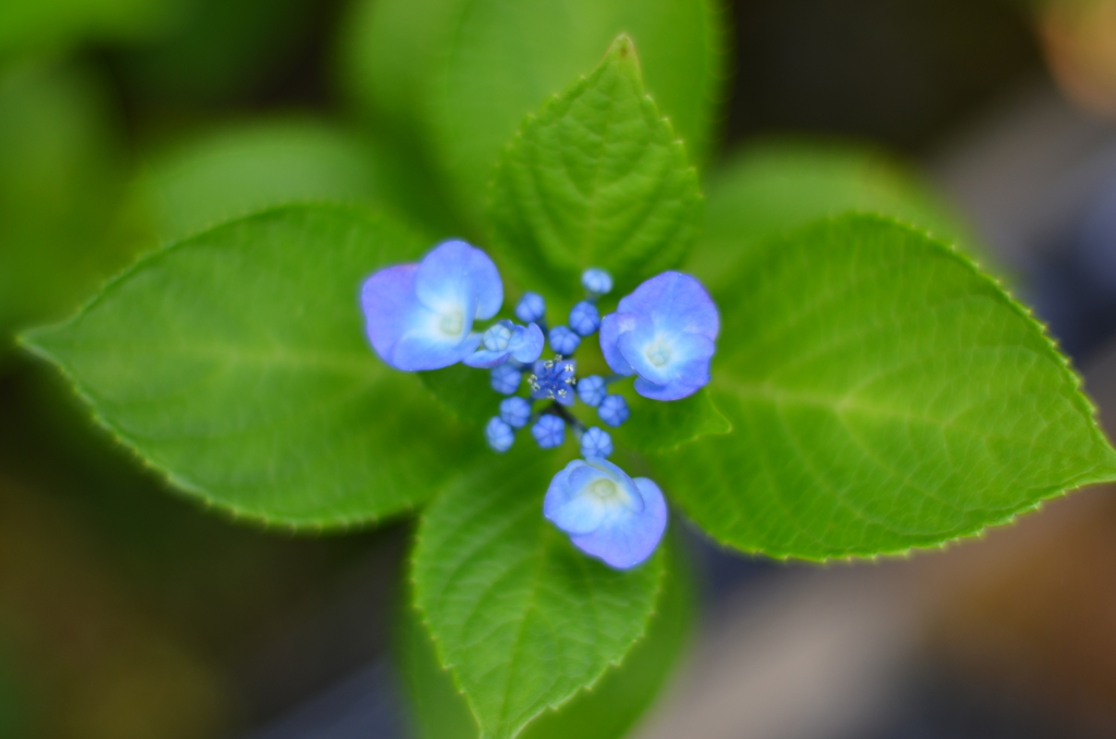 紫陽花⑨