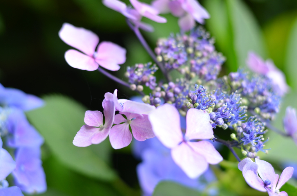 紫陽花⑤