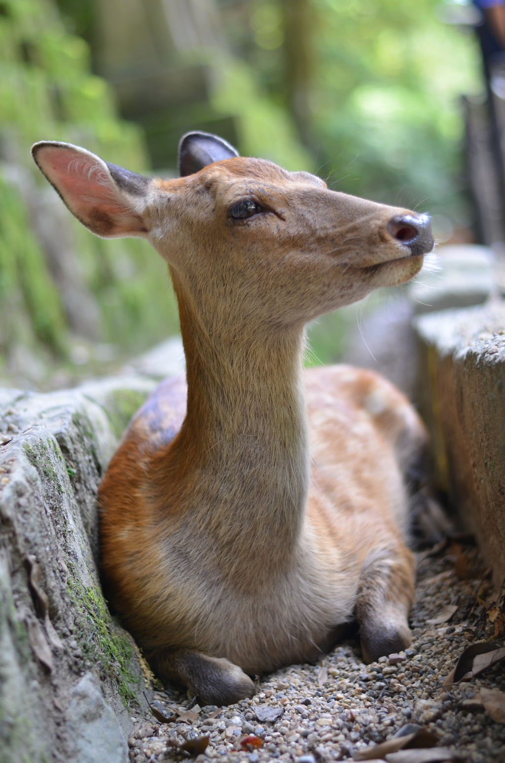 涼む鹿さん