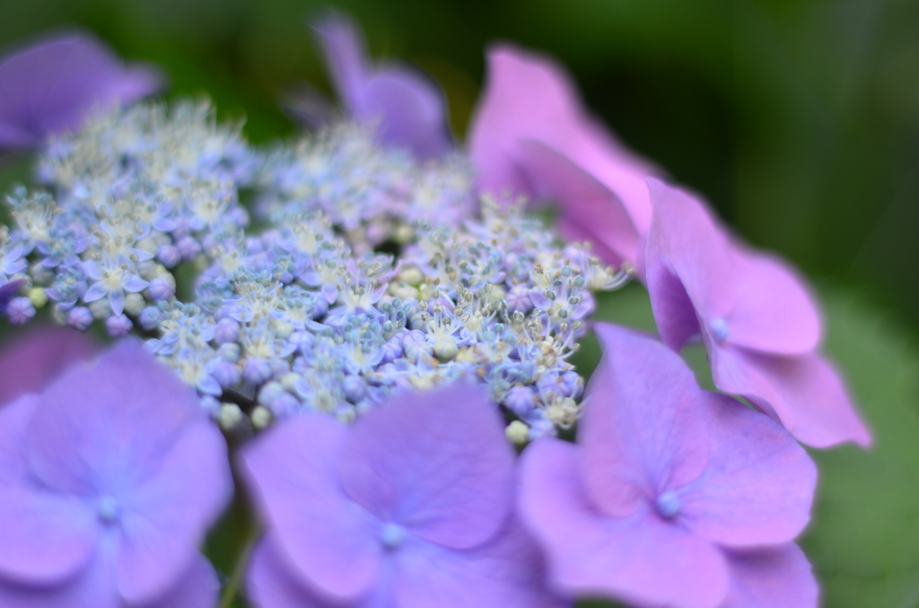 紫陽花②