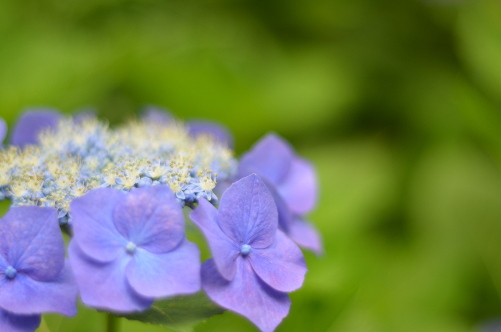 紫陽花⑭