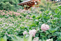 三室戸寺④