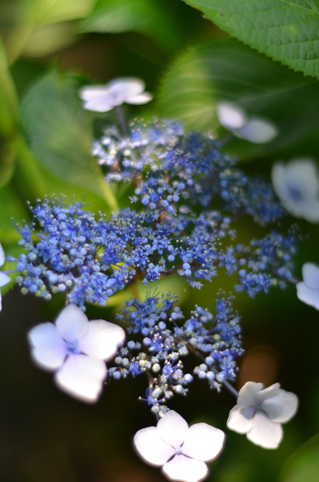 紫陽花⑧