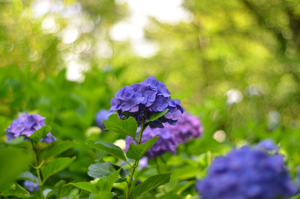 紫陽花⑩