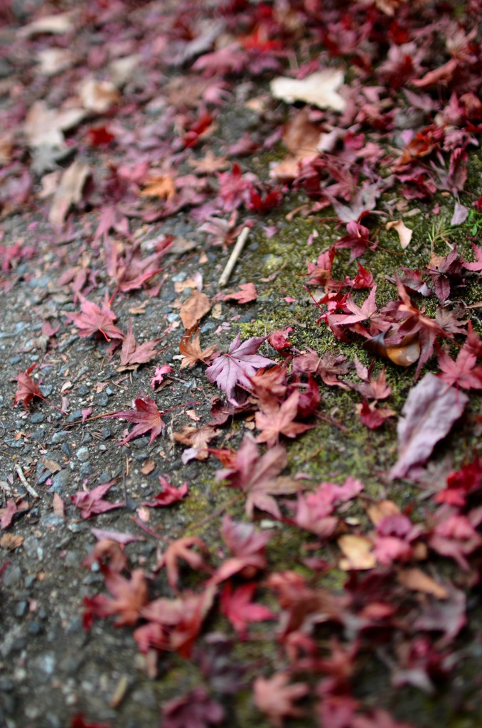 紅葉　落ち葉