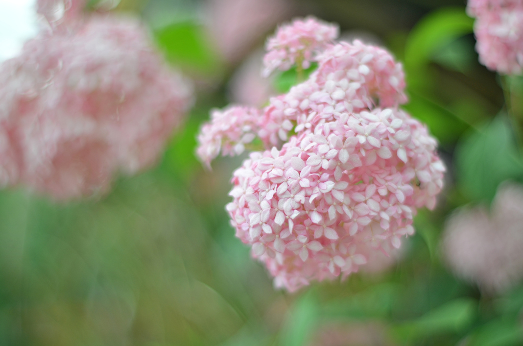 紫陽花⑬