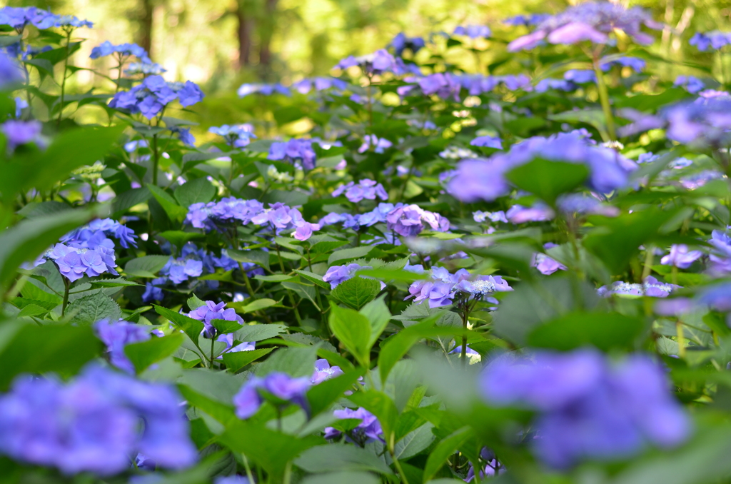 紫陽花③