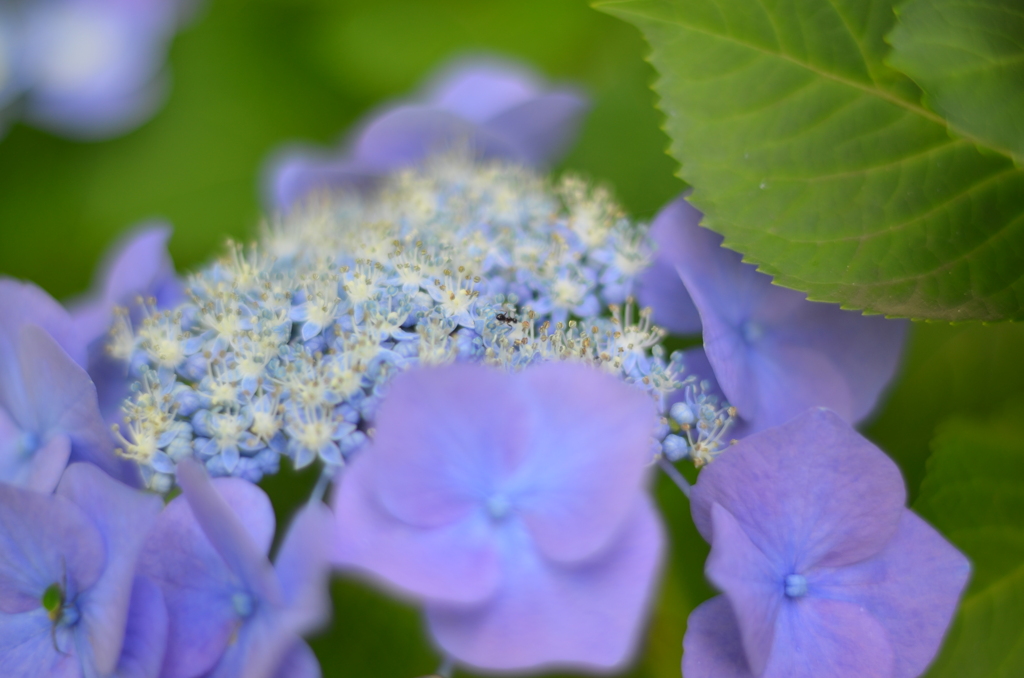 紫陽花④