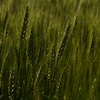 春の麦