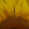 笑顔の花