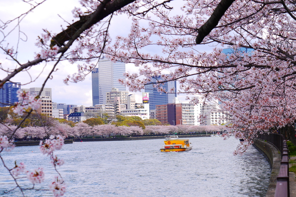 大阪の桜 ここに