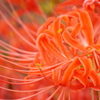 優しい 花