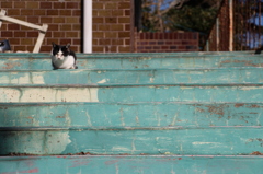 一猫ぼっち