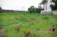 2013-07-19 安須運動公園