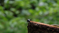 黒山三滝にて