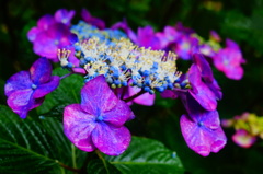 紫陽花