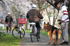 桜並木