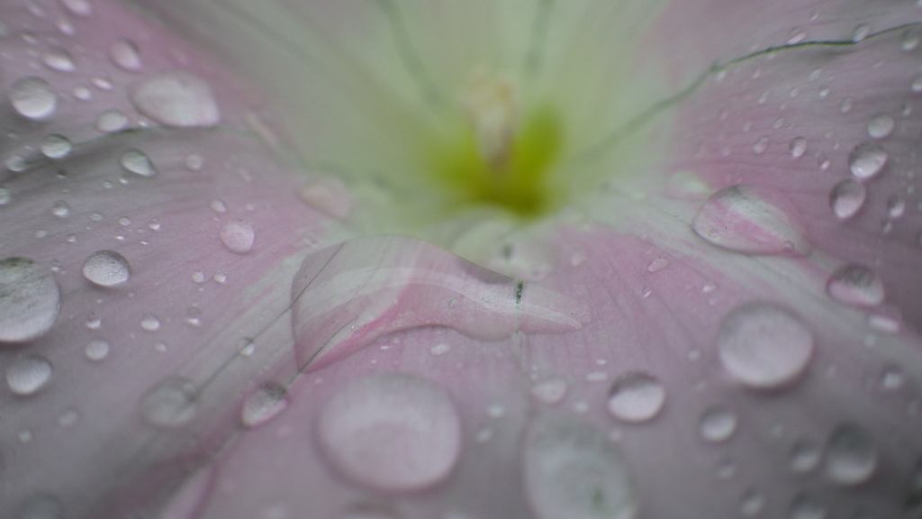 朝、雨、朝顔