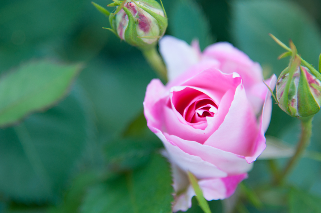 バラ（White  & Pink）