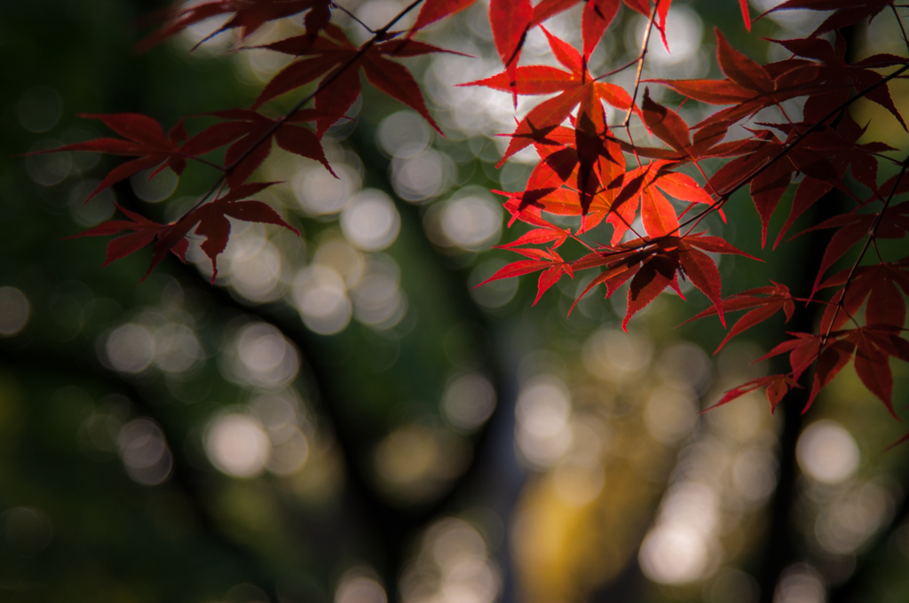 紅葉 in Spring 