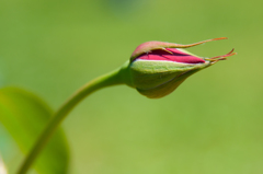 Green snake