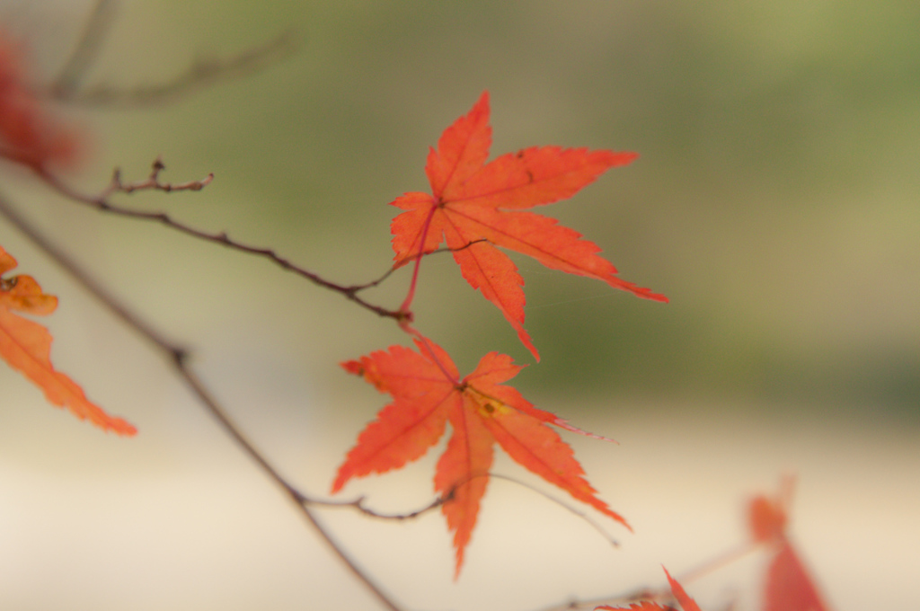 紅葉