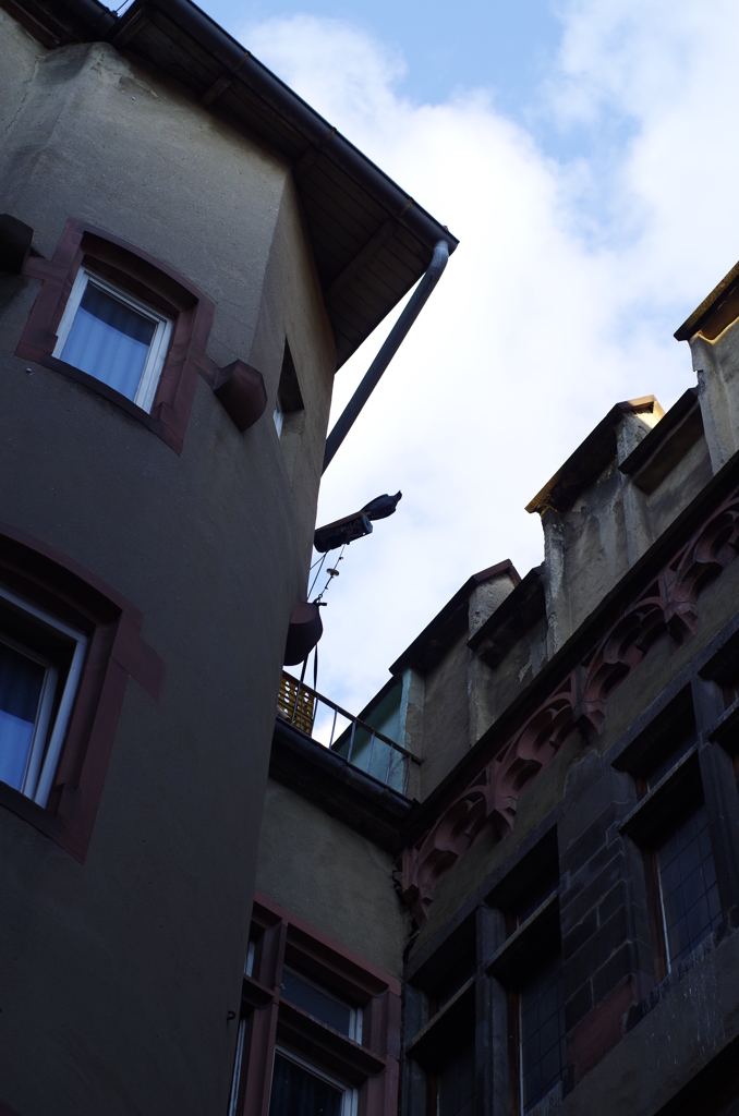 Pigeon