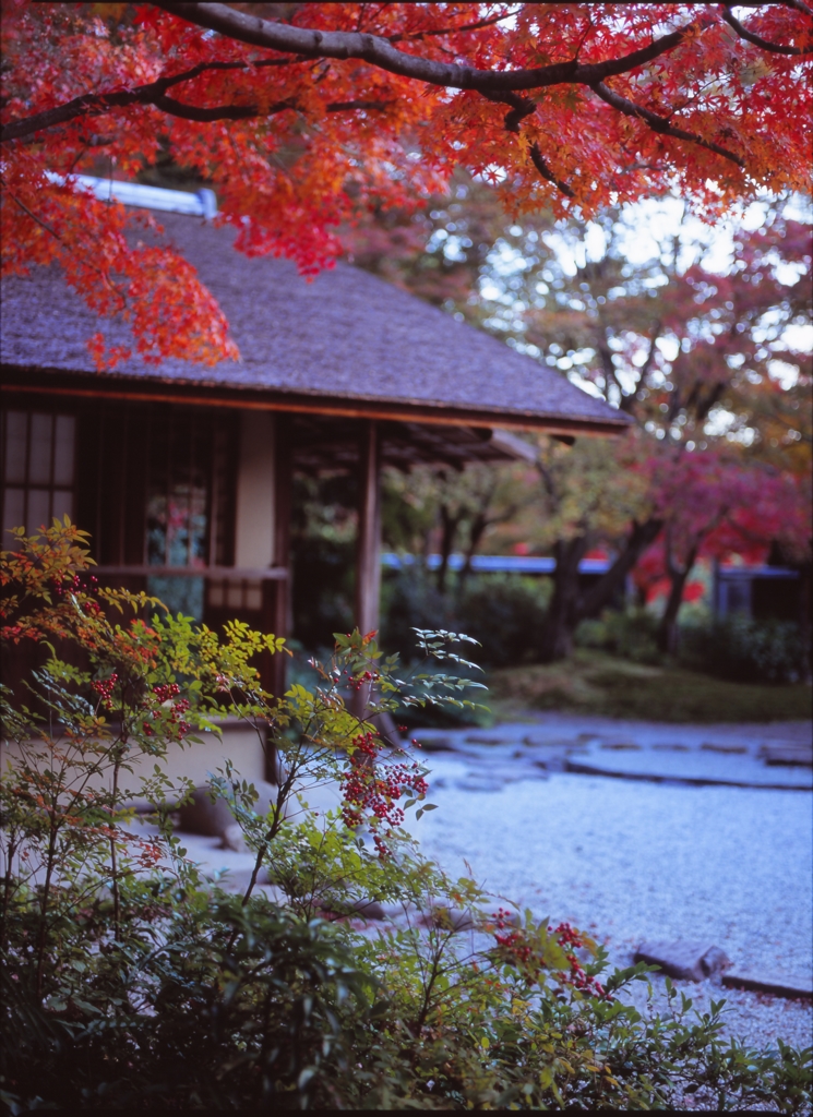 colored leaves