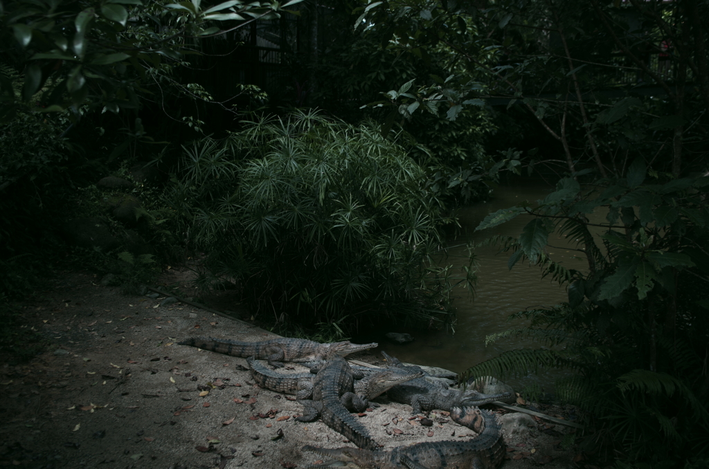 Cairns