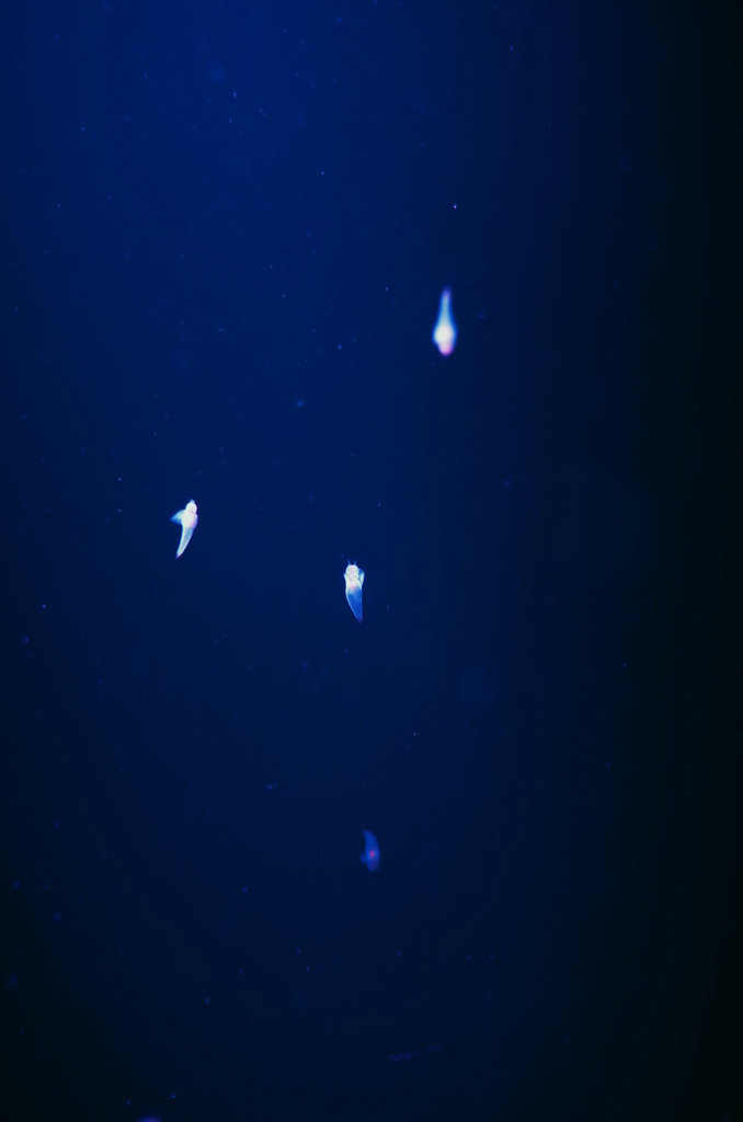 sea angel