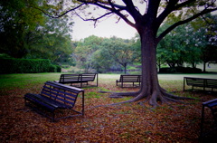 fallen leaf and bench