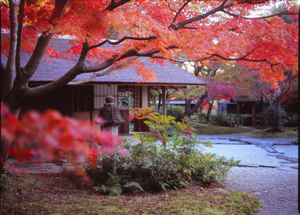 colored leaves