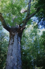 Zelkova serrata