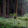 Miyama