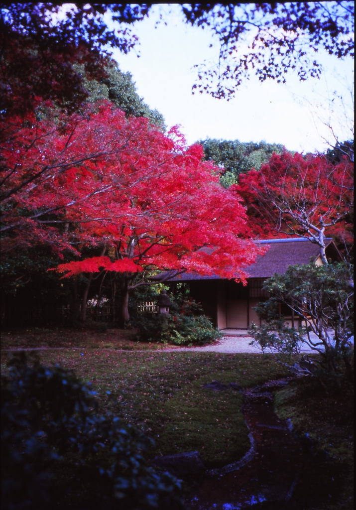 colored leaves