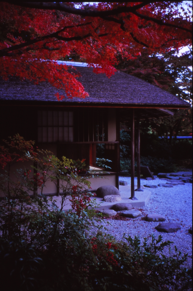 colored leaves