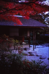 colored leaves
