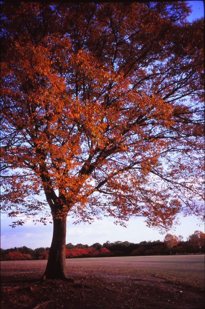 tree