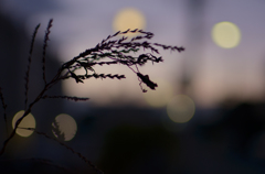 冬の夕暮れ
