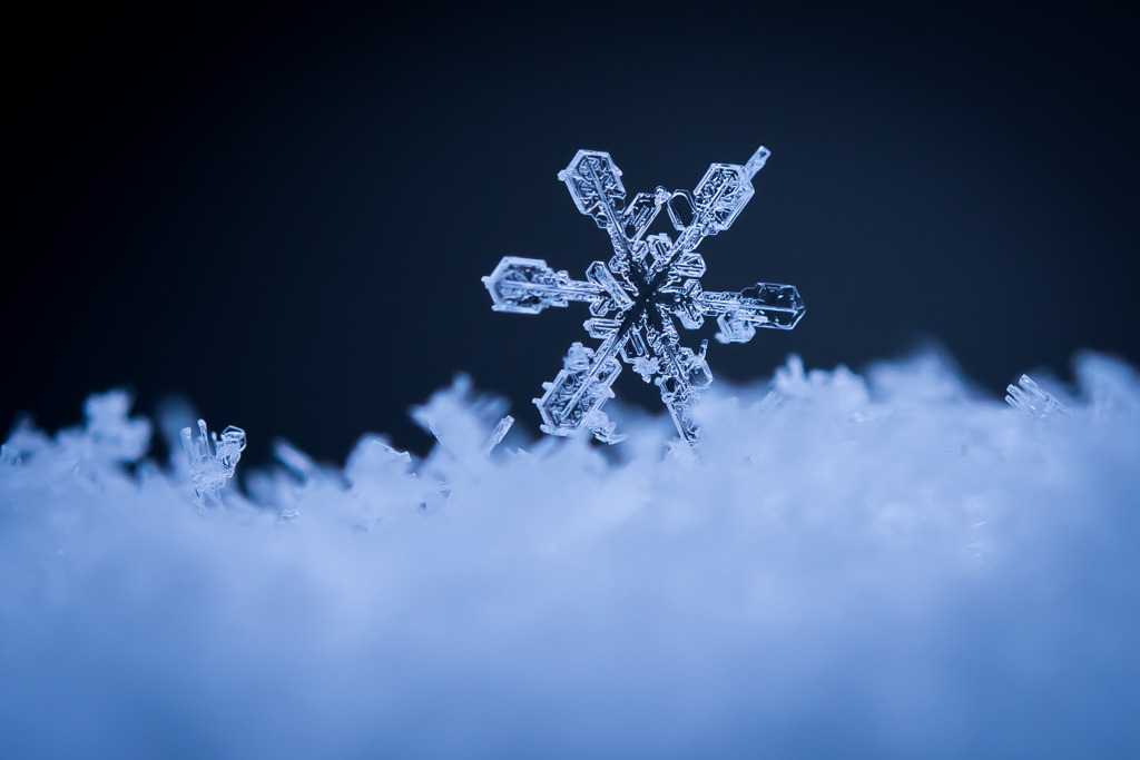雪の妖精