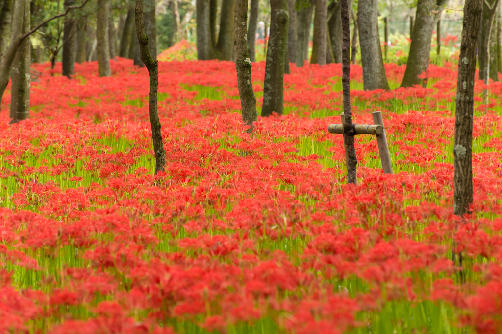 Red&Green
