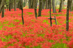 Red&Green