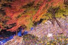 紅葉とイルミ