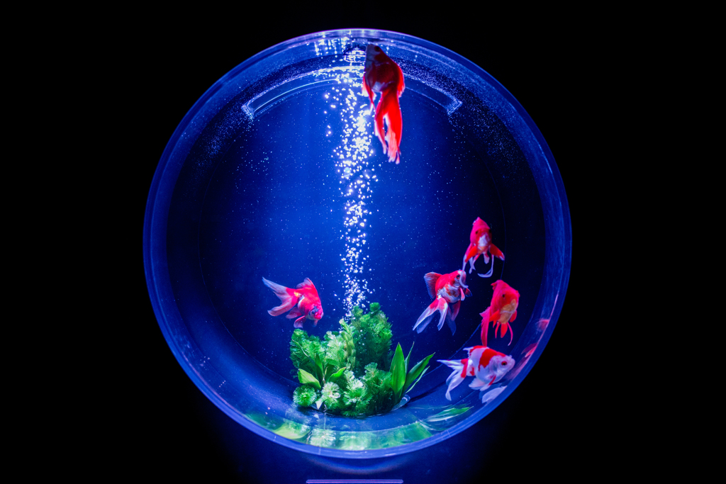 アートアクアリウム１