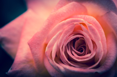 薔薇